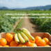 Wooden crate filled with fresh oranges and bananas in the foreground of a vast Latin American agricultural field, representing export opportunities and supply chain logistics.